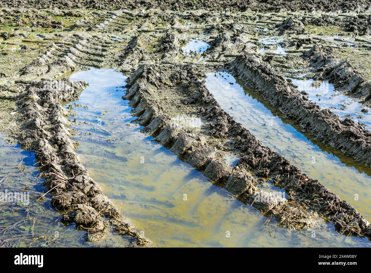 Tractor tyre tracks in muddy waterlogged farm field after heavy rain - central France. Stock Photo