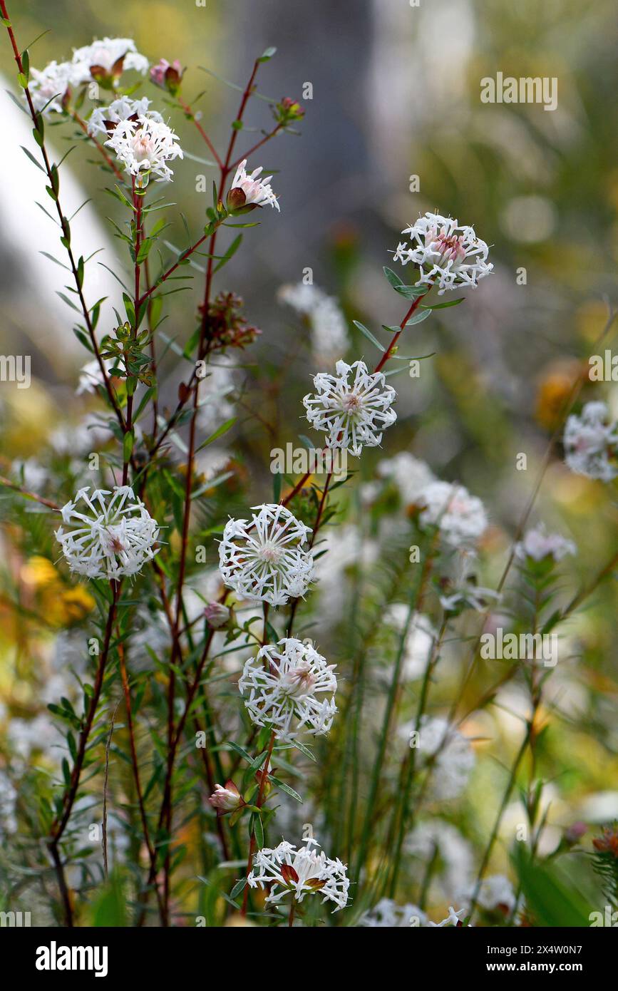 White Australian native Slender Rice Flowers, Pimelea linifolia, family Thymelaeaceae, growing in Sydney woodland understory, NSW. Stock Photo