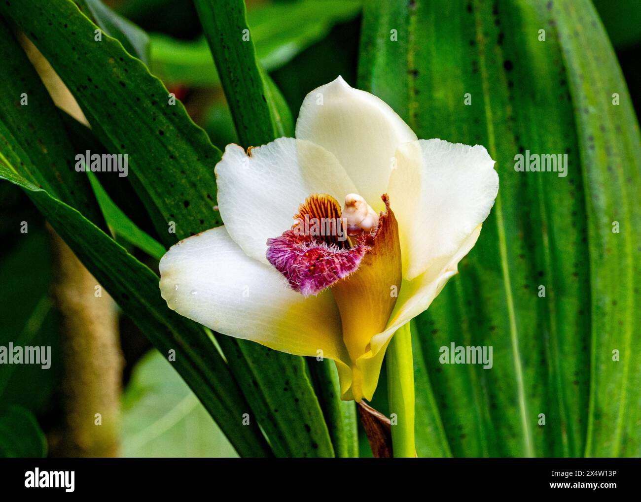 Bifrenaria harrisoniae, orchid Stock Photo