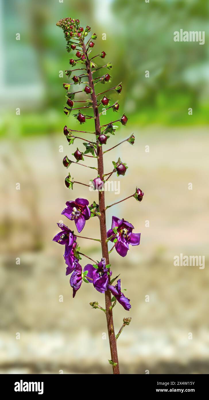 Purple mullein (Verbascum phoeniceum), Phoenician mullein Stock Photo