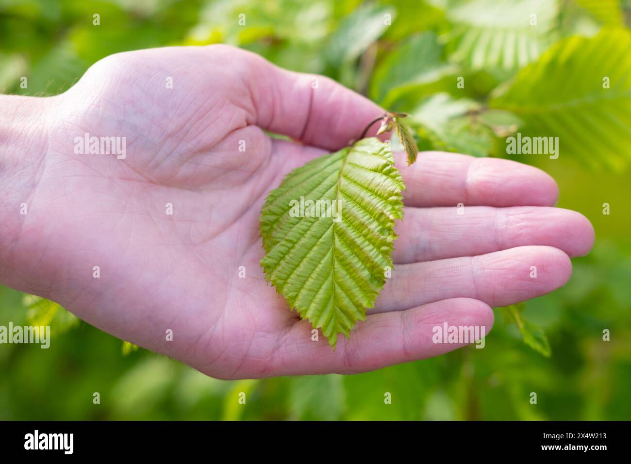 male hands holding green leaf, active lifestyle for health, rejuvenating power nature, holistic approach to health, Eco-friendly living Stock Photo