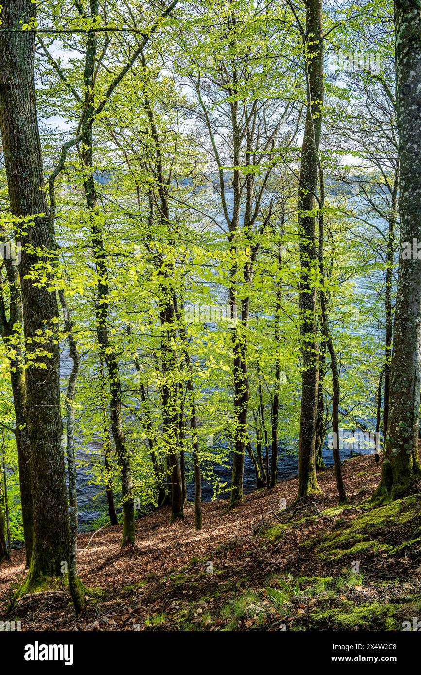 forest-in-early-spring-with-new-green-leaves-denmark-stock-photo-alamy