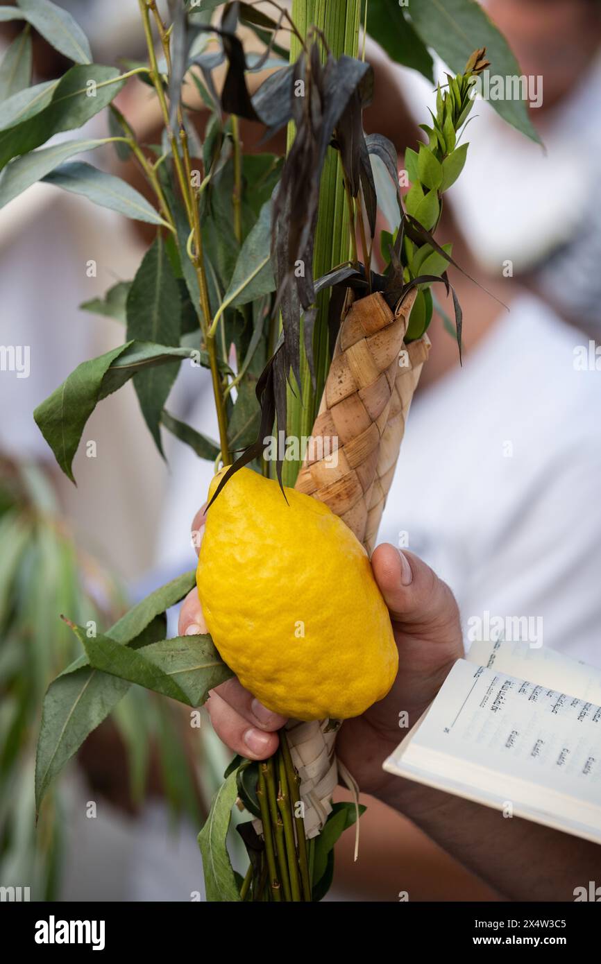 An Orthodox Jewish man holds a lulav and etrog or citron during prayer services on the festival of Sukkot at the Western Wall in Jerusalem. Stock Photo