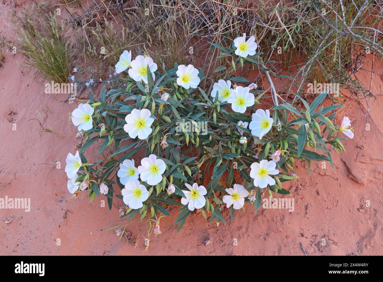 Many open flowers on a large plant of dune (or birdcage or basket) evening primrose (Oenothera deltoides) growing in the red sand of Valley of Fire St Stock Photo