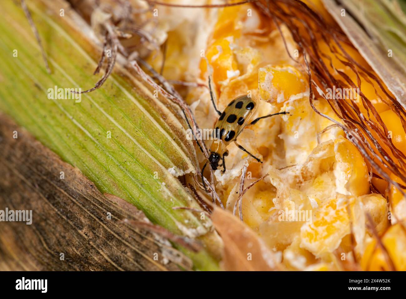 Southern Corn Rootworm beetle eating kernels on ear of corn. Agriculture pest control, insect damage and farming insecticide concept. Stock Photo