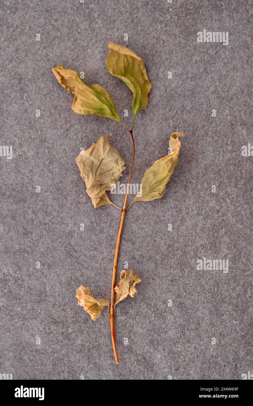Dried brown stem of Clematis leaves lying on grey slate Stock Photo