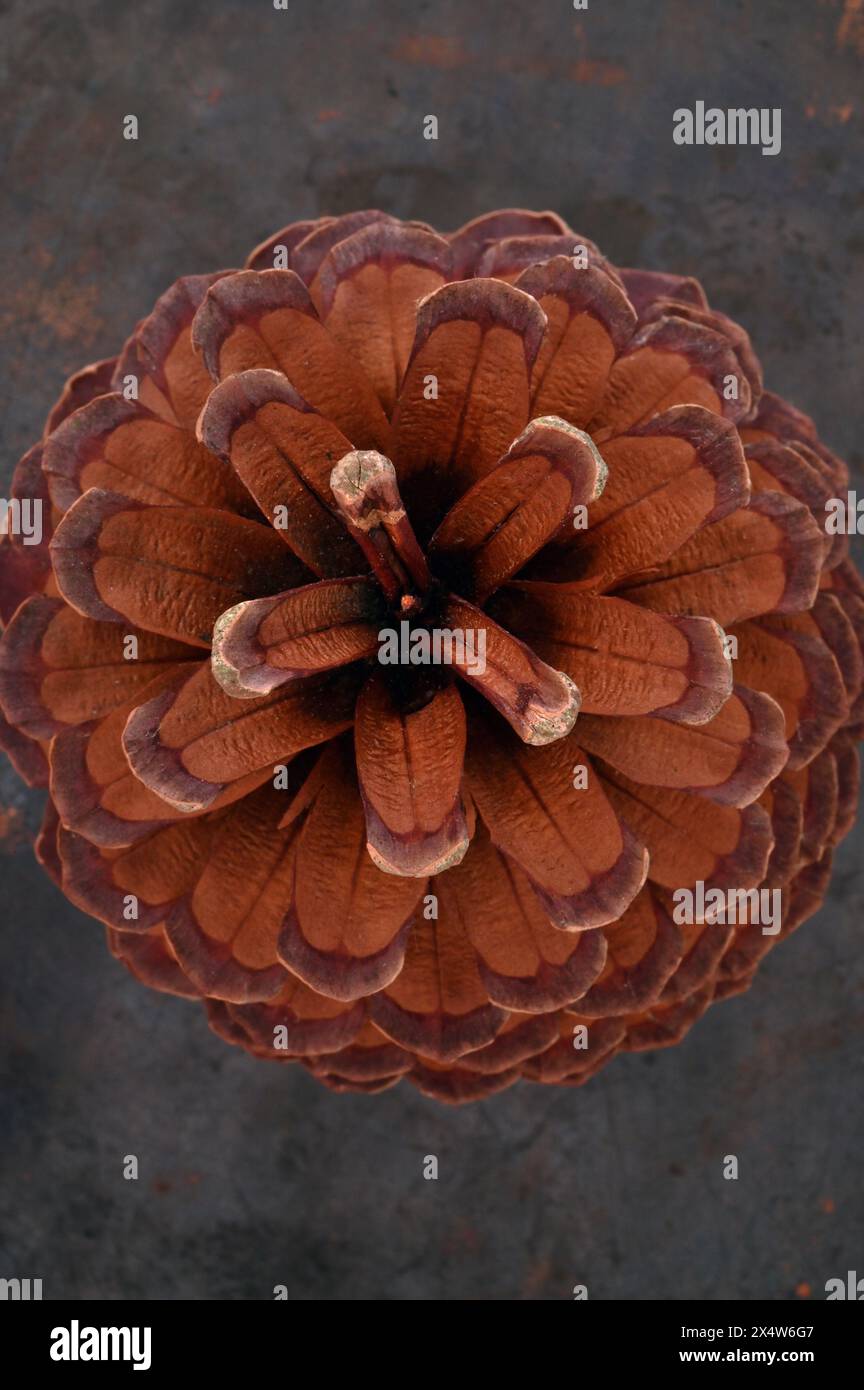 Monterey pine cone hi-res stock photography and images - Alamy