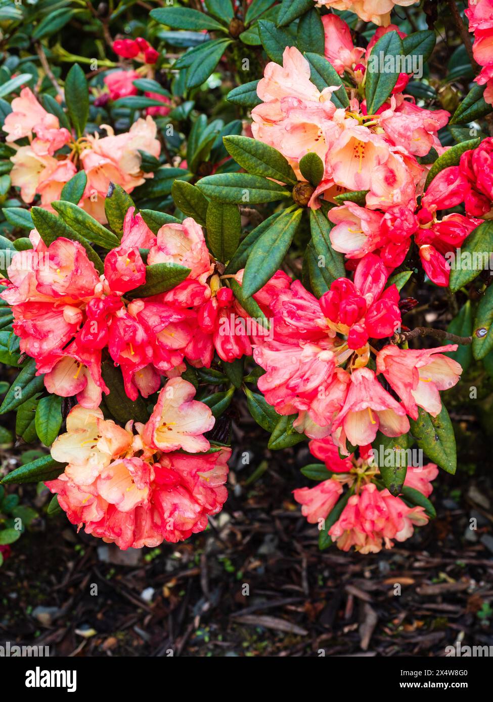 Peach and pink spring flowers of the hardy garden hybrid evergreen shrub, Rhododendron 'Seaview Sunset' Stock Photo