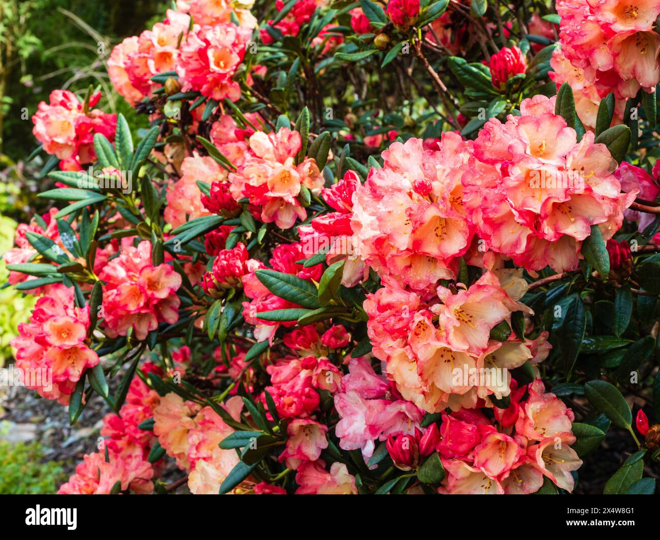 Peach and pink spring flowers of the hardy garden hybrid evergreen shrub, Rhododendron 'Seaview Sunset' Stock Photo