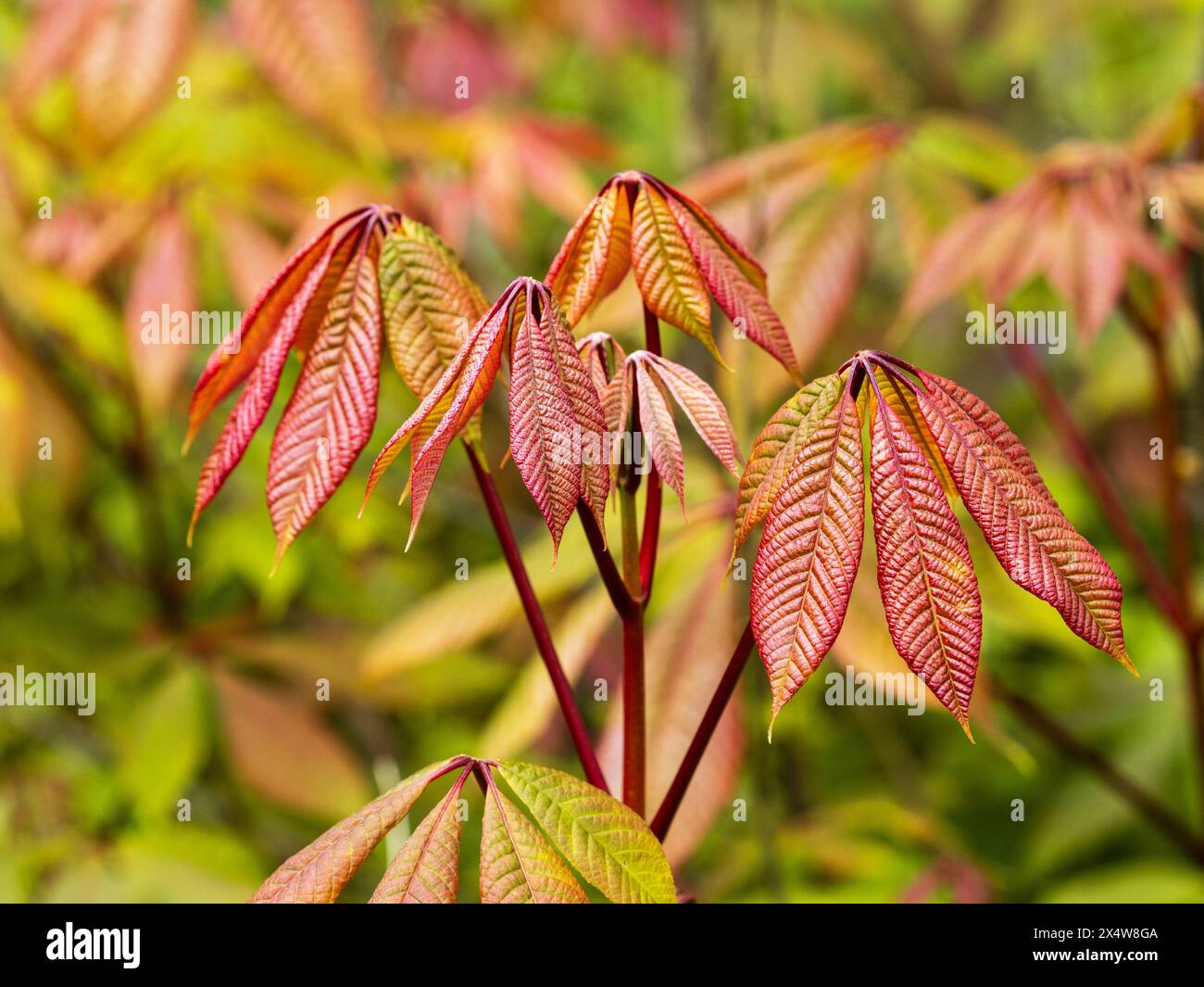 Coppery spring foliage of the palmate leaved hardy bottlebrush buckeye shrub, Aesculus parviflora Stock Photo