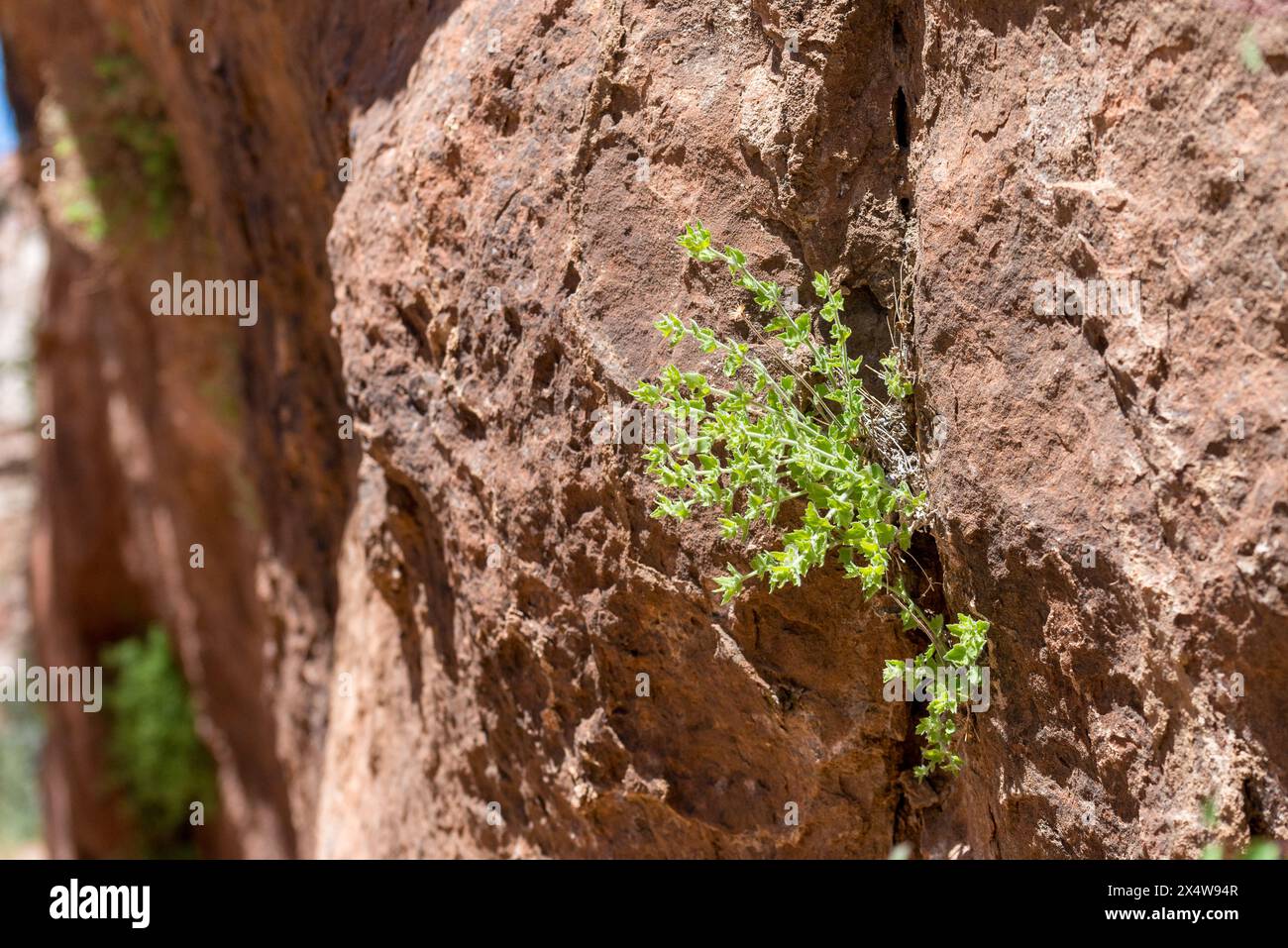 A small plant is growing out of a crack in a rock. The plant is green