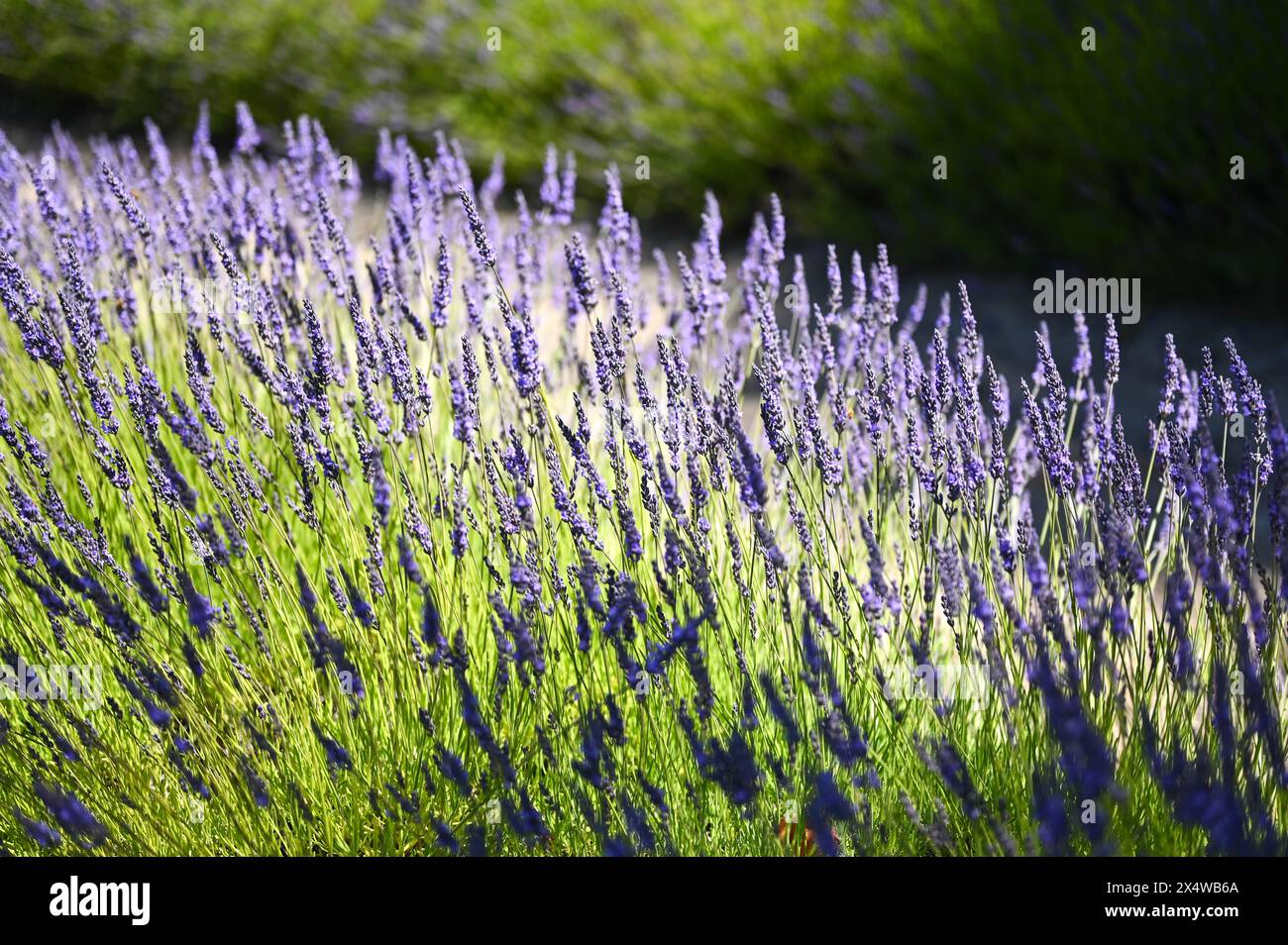 Just a bunch of lavender hanging around Stock Photo