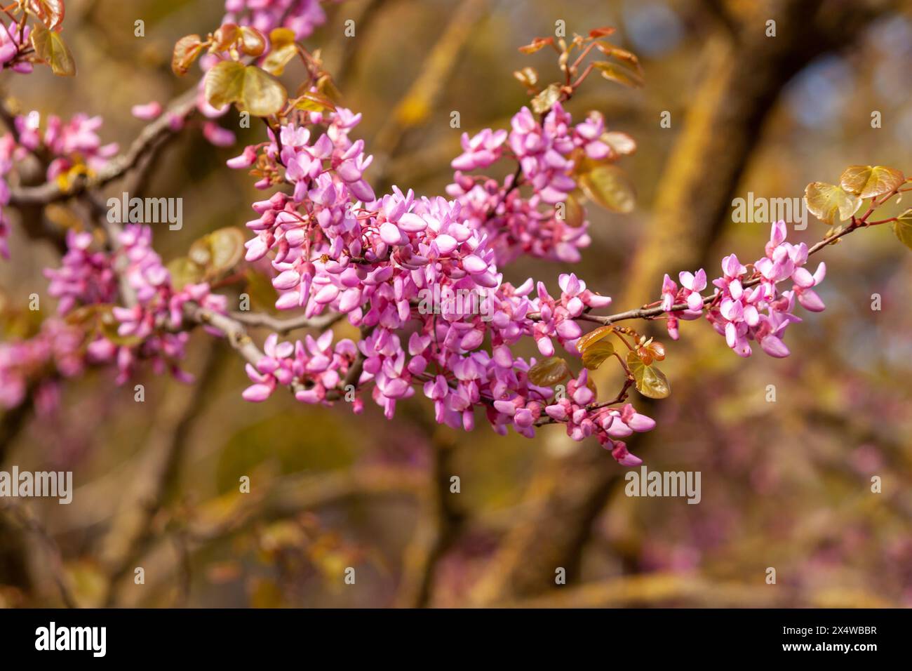 Cercis siliquastrum branches with pink flowers in spring, commonly ...
