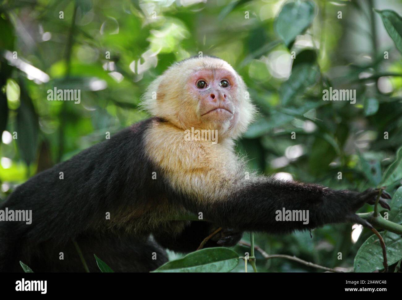 Panamanian White-faced Capuchin, Panamanian White-headed Capuchin or Central American White-faced Capuchin, Cebus imitator, Cebidae. Manuel Antonio. Stock Photo