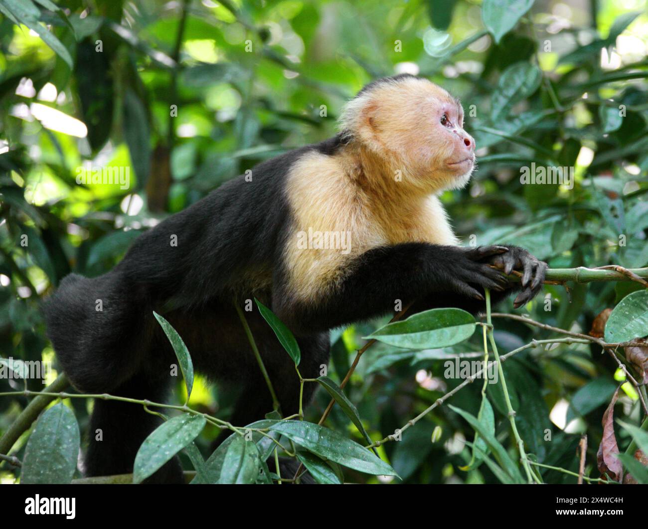 Panamanian White-faced Capuchin, Panamanian White-headed Capuchin or Central American White-faced Capuchin, Cebus imitator, Cebidae. Manuel Antonio. Stock Photo