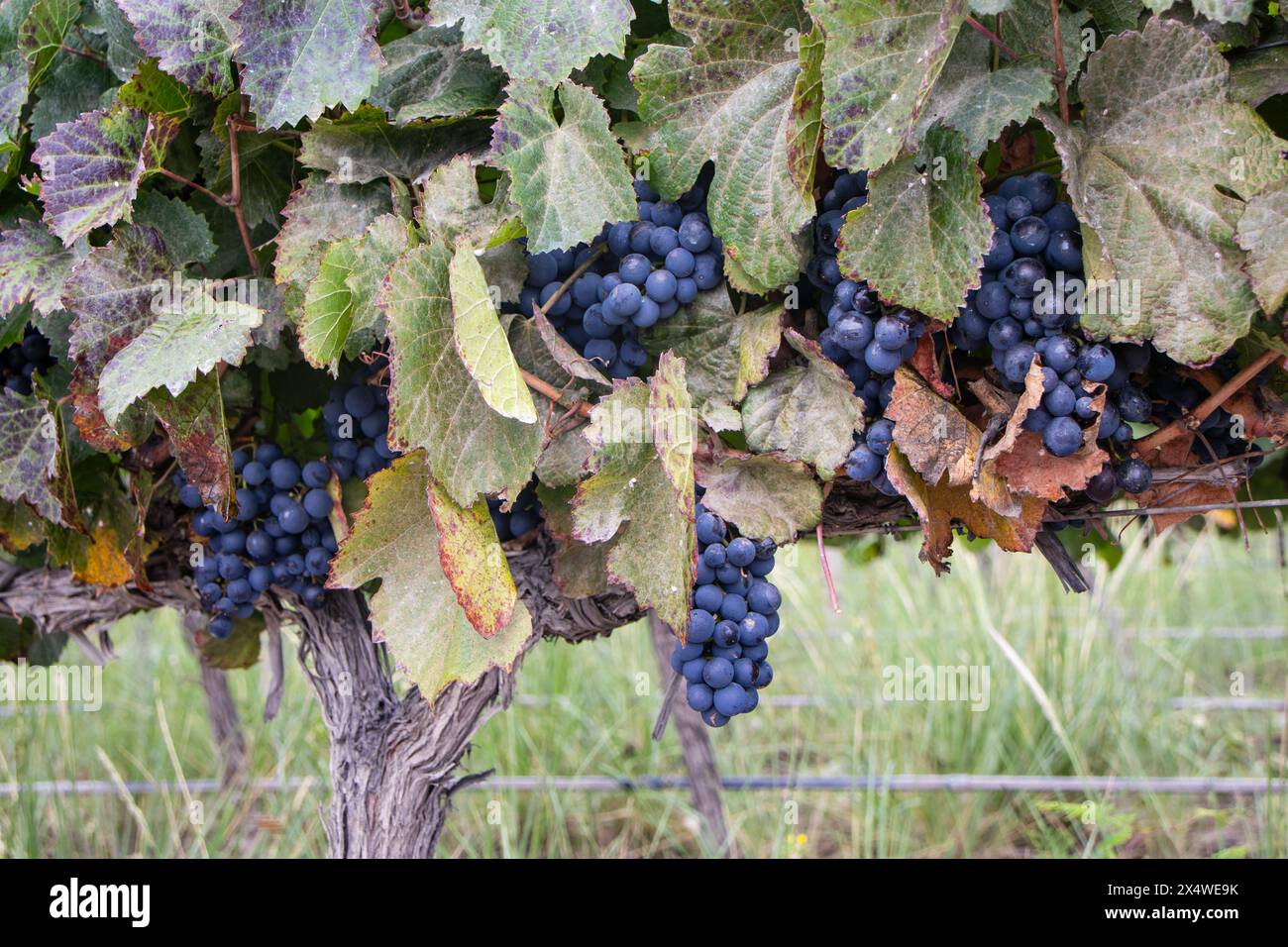 Different types of grapes ready to be produced and turned into wine in ...
