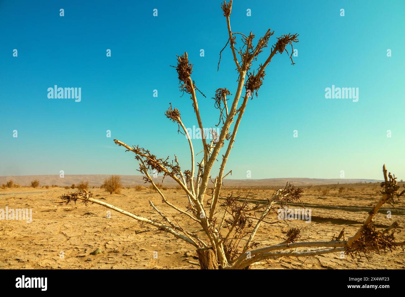 Deserts of central Iran (Iranian plateau) at winter. Deshte-Kevir - saline desert. Plot of sandy-clay desert with sparse tamarisk-saxaul forest. White Stock Photo