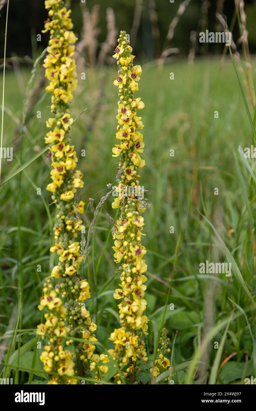 Verbascum vulgare, commonly known as common mullein, is a species of flowering plant in the mullein family. Stock Photo