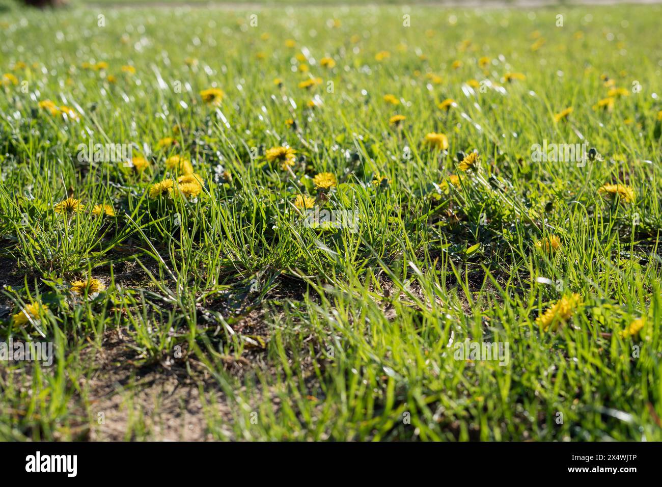 dandelion, background, springtime, season, yellow, close-up, meadow, no people, grass, green color, plant, outdoor, growth, horizontal, color image, f Stock Photo