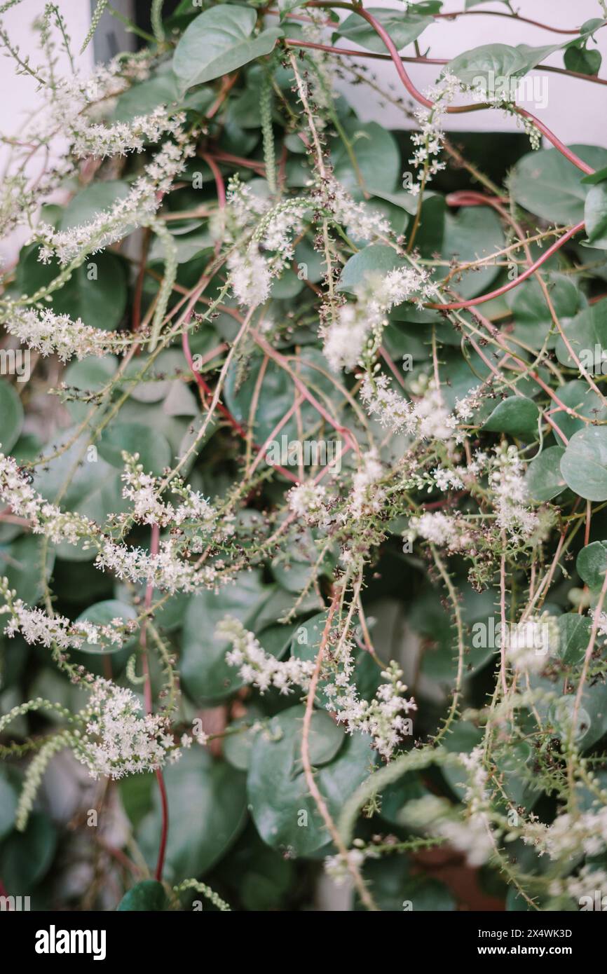 Anredera cordifolia, also known as the Madeira vine or mignonette vine, is an evergreen succulent climbing vine native to South America Stock Photo