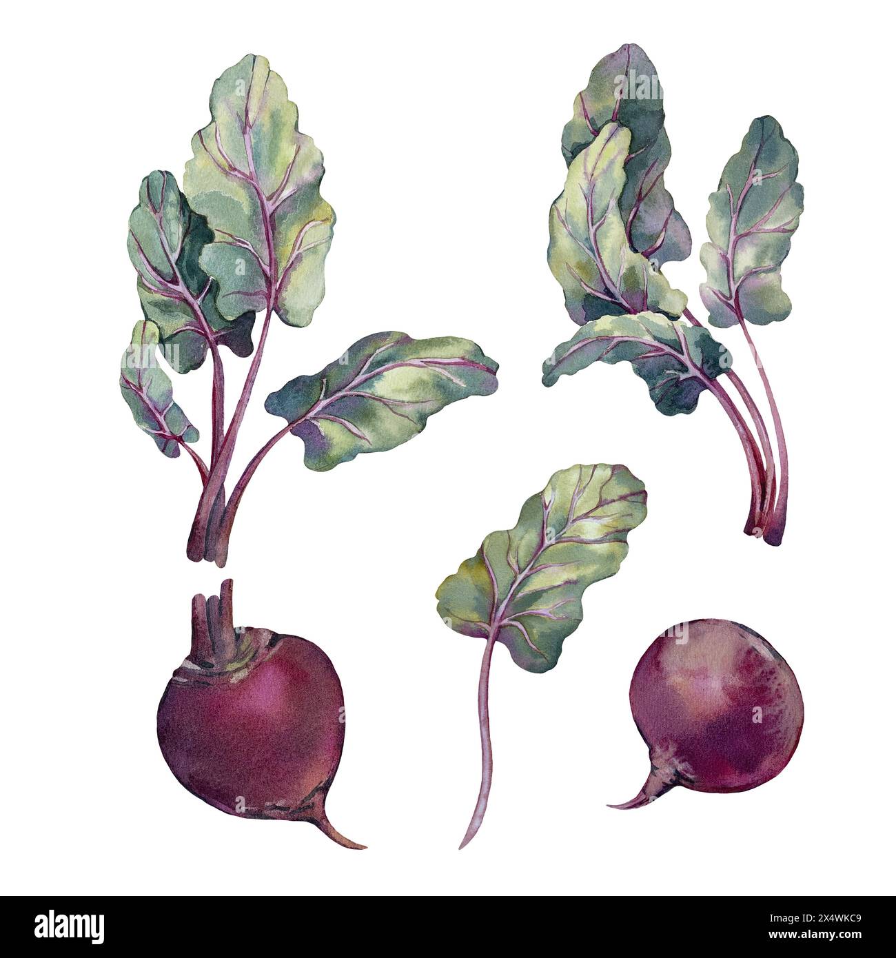 Beets set with beetroots and leaves. Watercolor illustration hand drawn Stock Photo