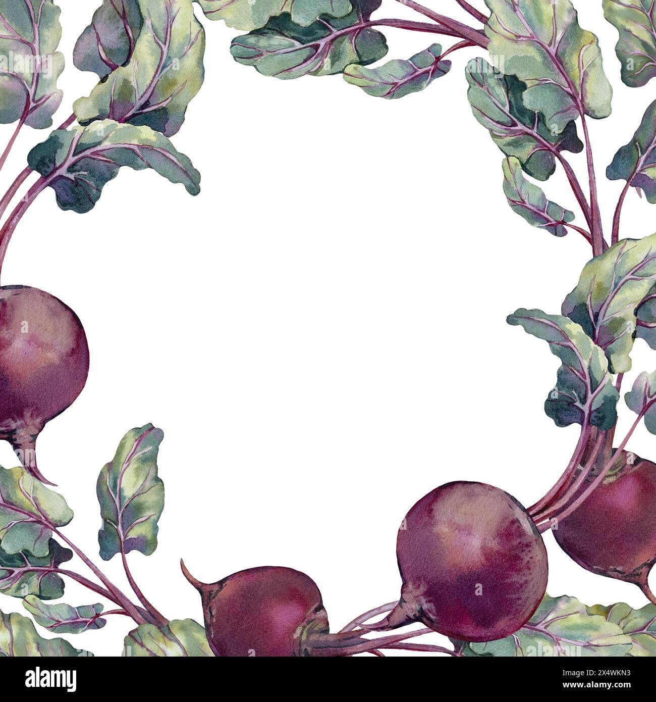 Frame with beet roots and leaves. Watercolor illustration isolated on ...