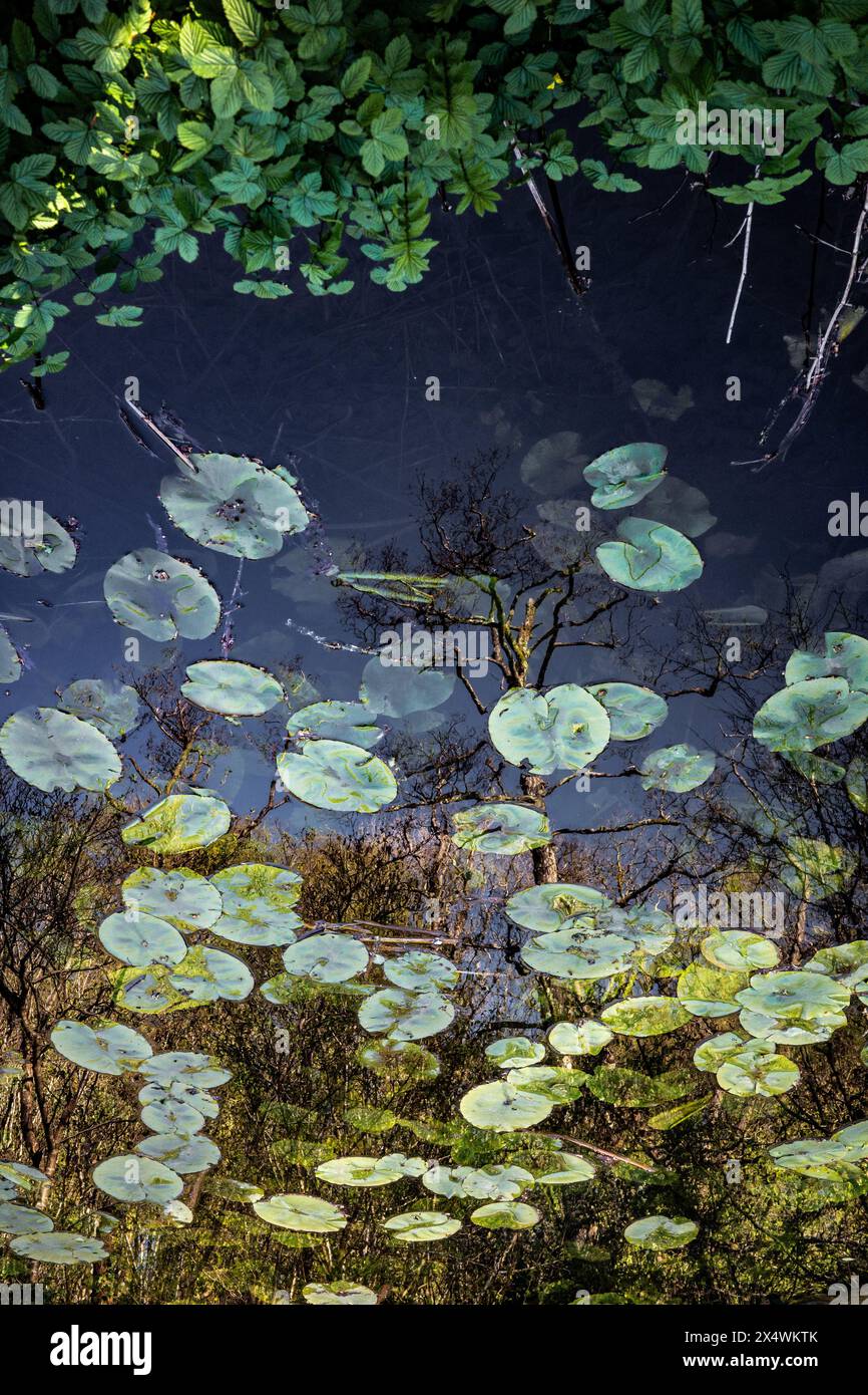 Surreal inverted reflection of branches in a lily pond. Concept. Abstract. Stock Photo