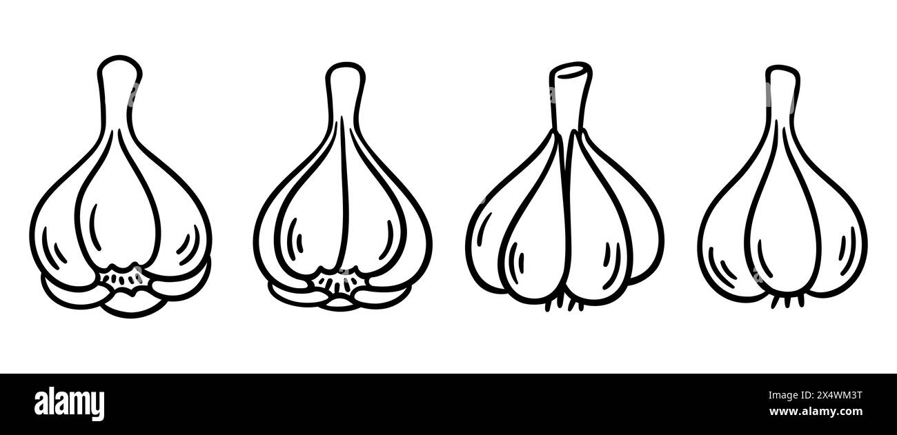Garlic bulbs drawing, black and white doodle sketch. Vector clip art illustration set. Stock Vector
