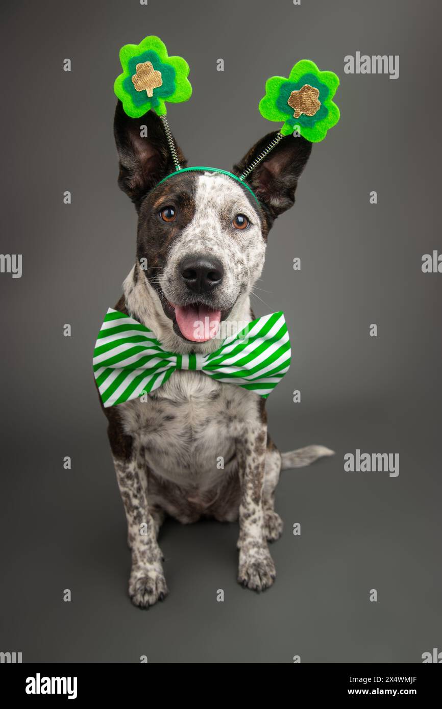 Portrait of a Catahoula Heeler dog dressed in a bow tie and four leaf clover headband for St Patrick's day Stock Photo