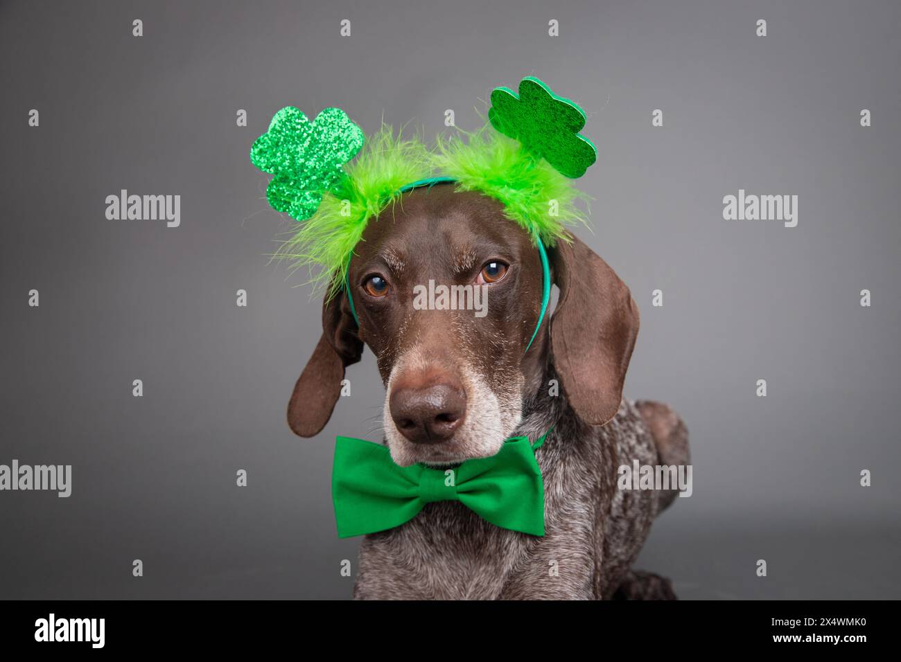 st patricks day german shorthaired pointer shirt