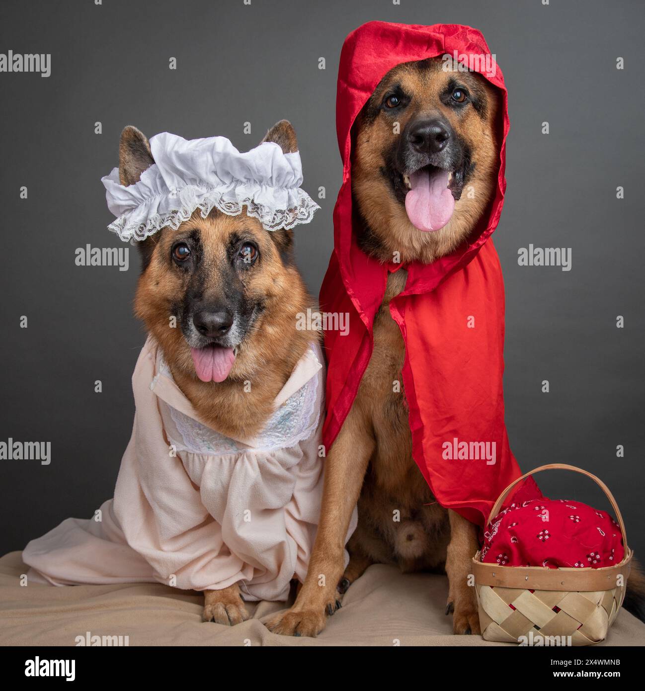 German shepherd dog animal dressed hi res stock photography and images Alamy