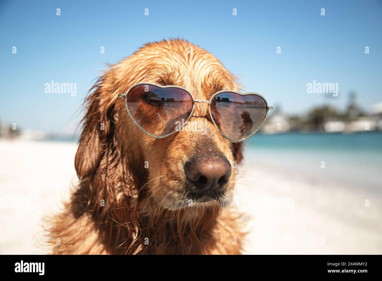 Golden Retriever standing on the beach wearing heart shaped sunglasses ...