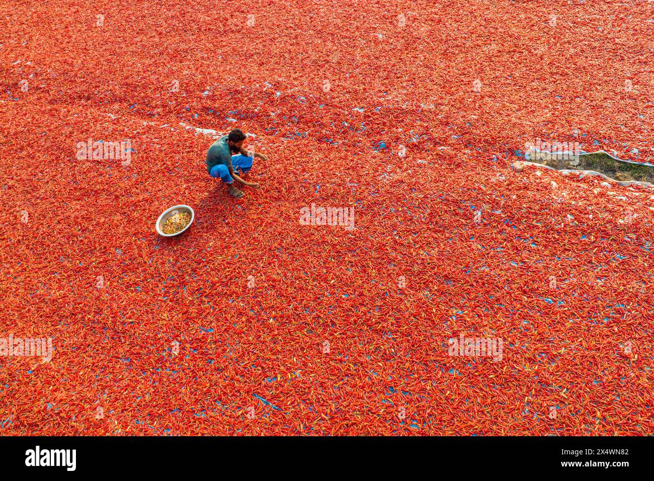 Aerial view of red chilies drying Stock Photo