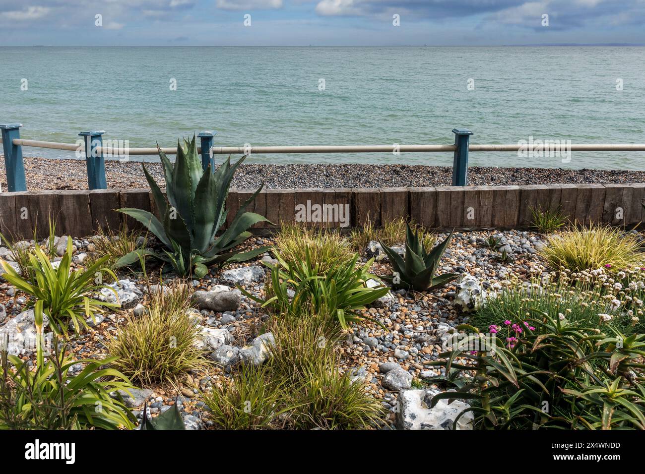 Coastal,Garden,Seaside,Beach,Agave,St Margarets Bay,Dover,Kent,England Stock Photo