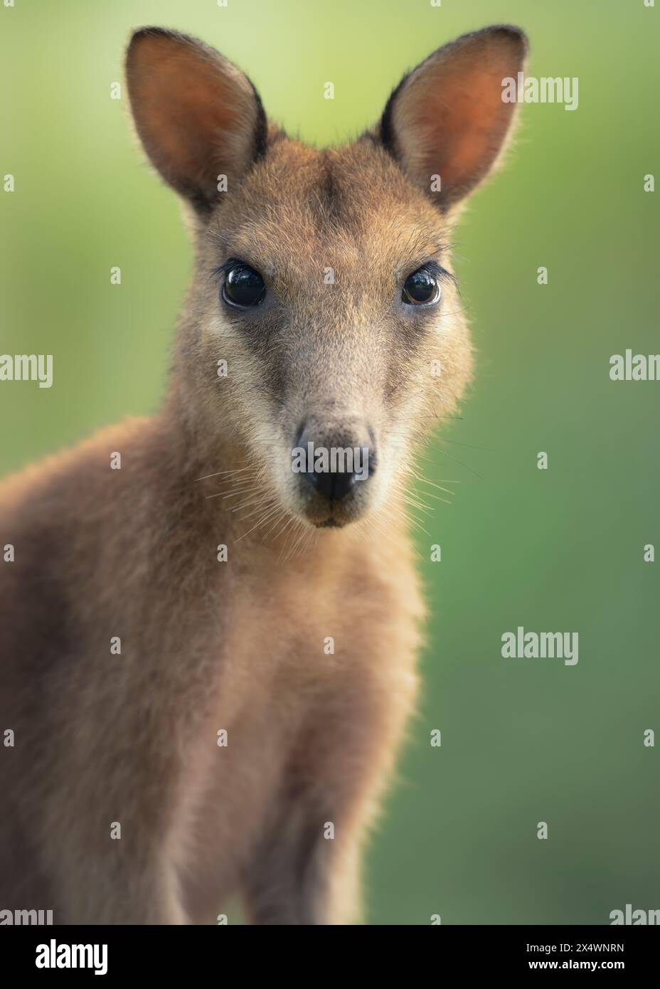 Close-up portrait of an agile wallaby (Macropus agilis jardinii) against a green background, Australia Stock Photo