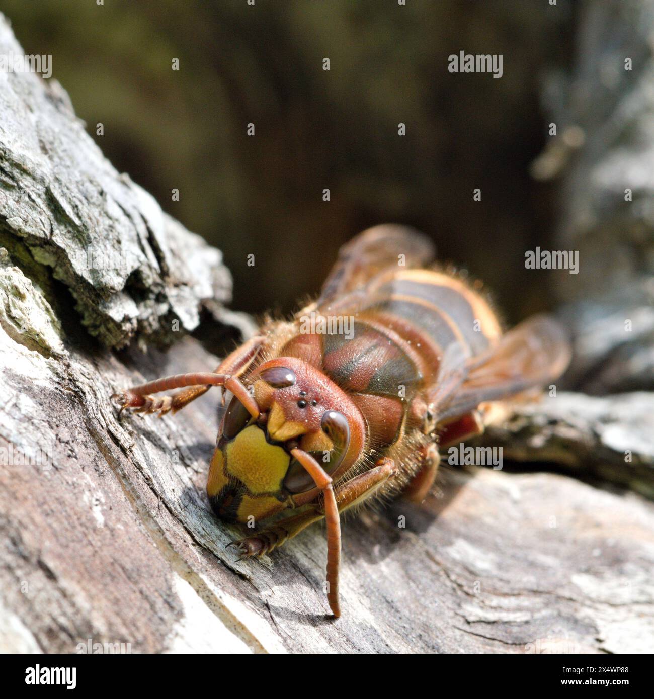 Vespa Crabro Aka European Hornet Guards The Entrance To The Nest In Old 