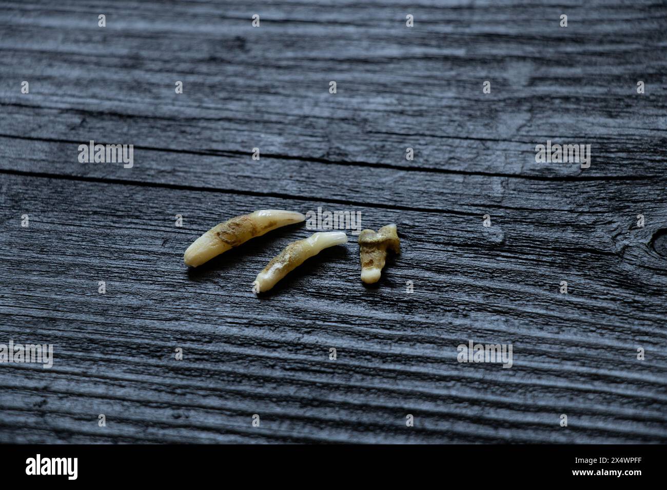 Three cat teeth pulled out after a visit to the dentist lie on a blackboard, teeth pulled out Stock Photo