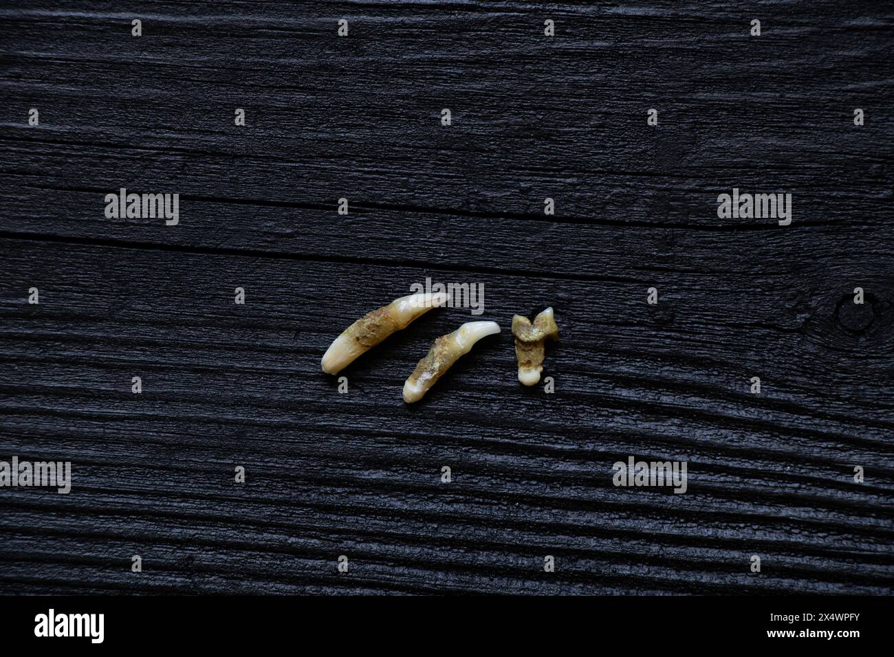 Three cat teeth pulled out after a visit to the dentist lie on a blackboard, teeth pulled out Stock Photo
