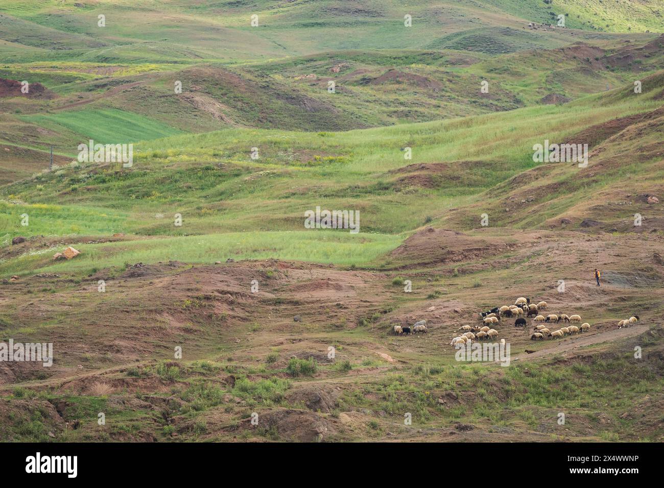 Shepherd walking with a flock of sheep in rolling green hills of Eastern Turkey. Stock Photo