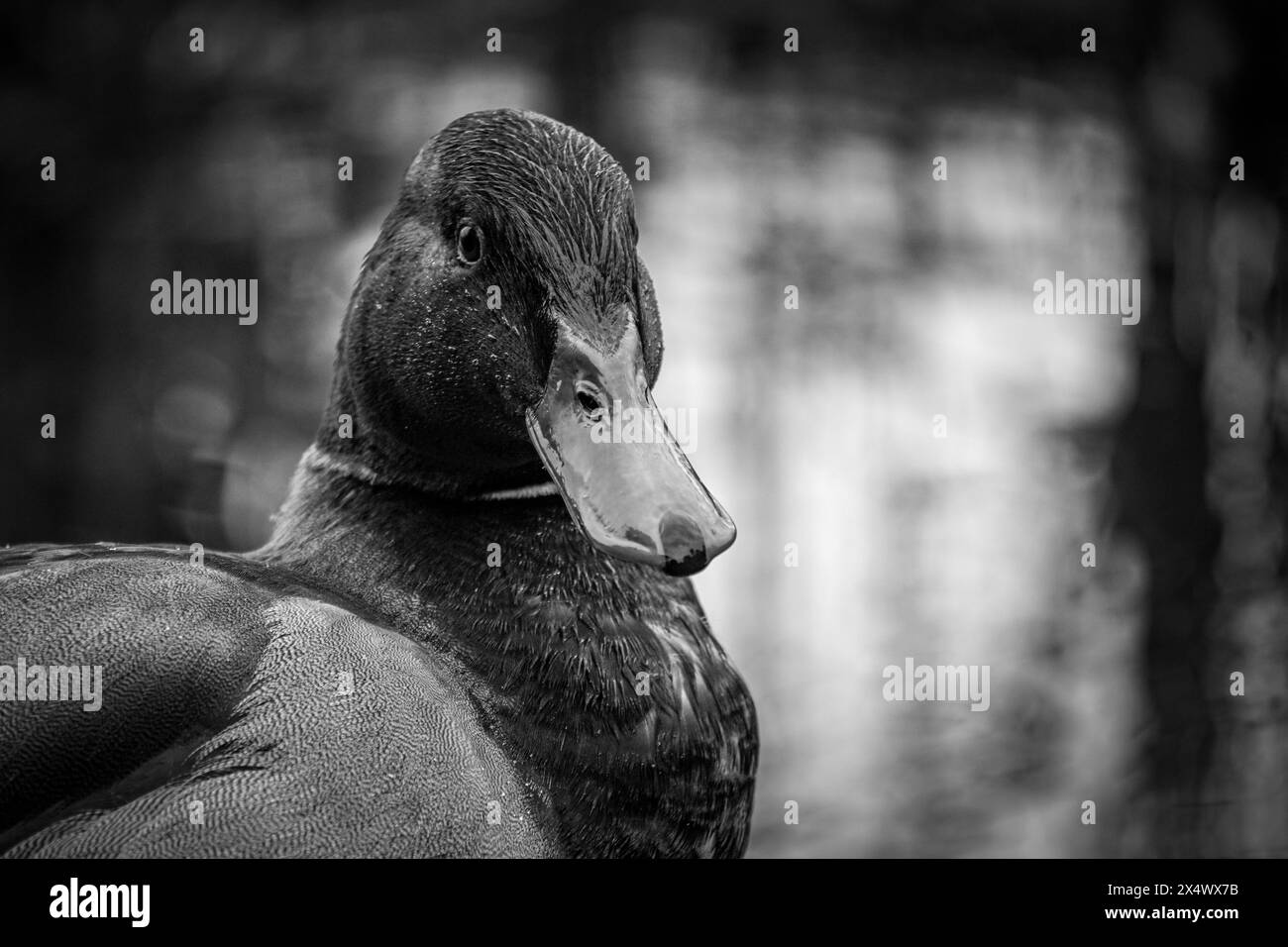 Close up of a mallard duck in black and white Stock Photo