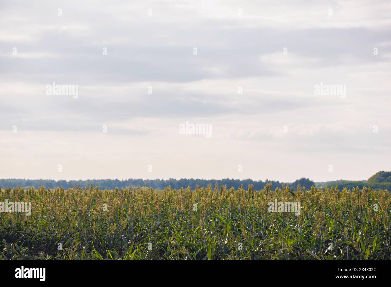 Bushes cereal and forage sorghum plant one kind of mature and grow on the field in a row. Harvesting. Stock Photo