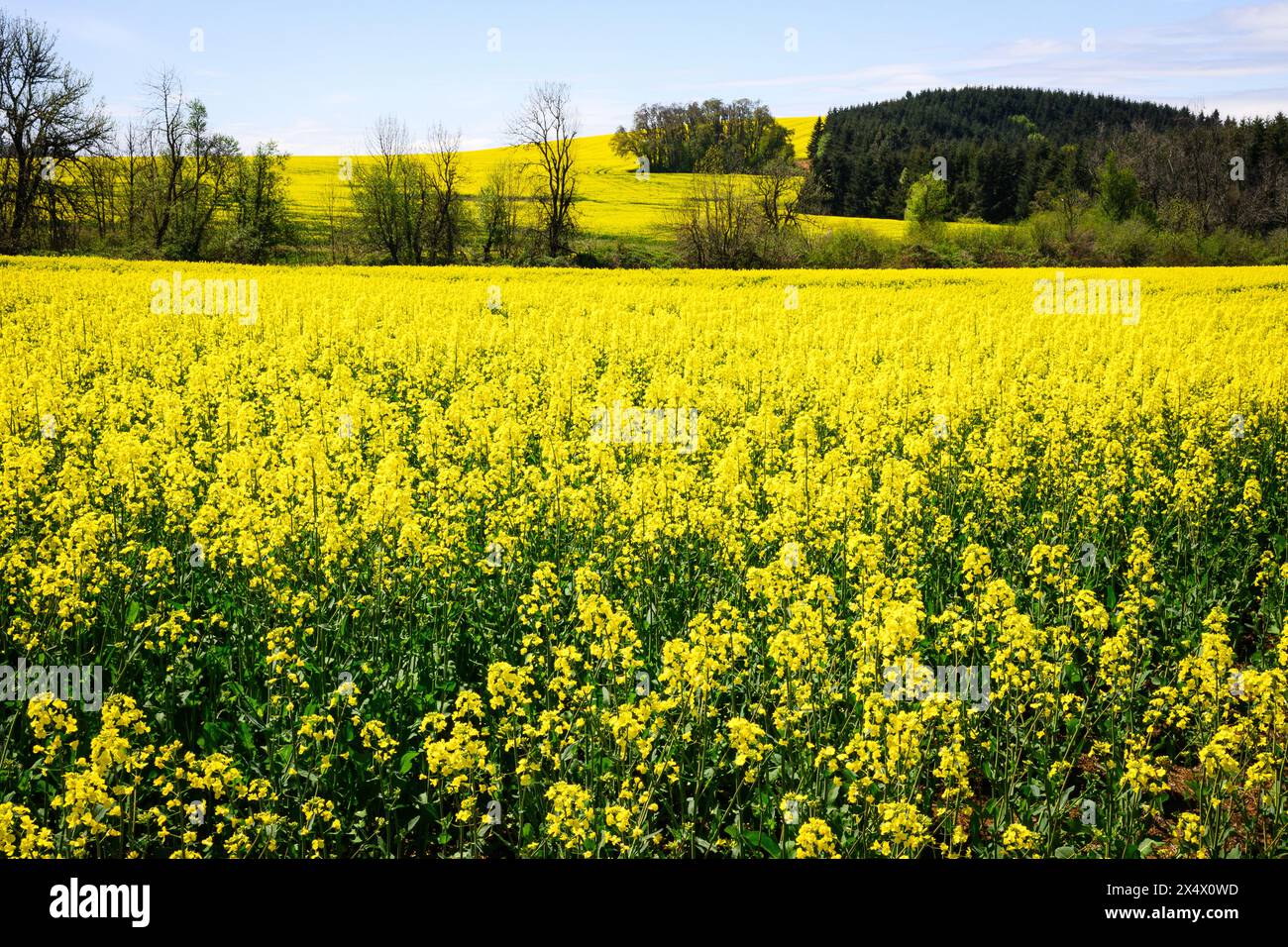 Field of yellow rapeseed brassica napus crop covering field and hillside Stock Photo