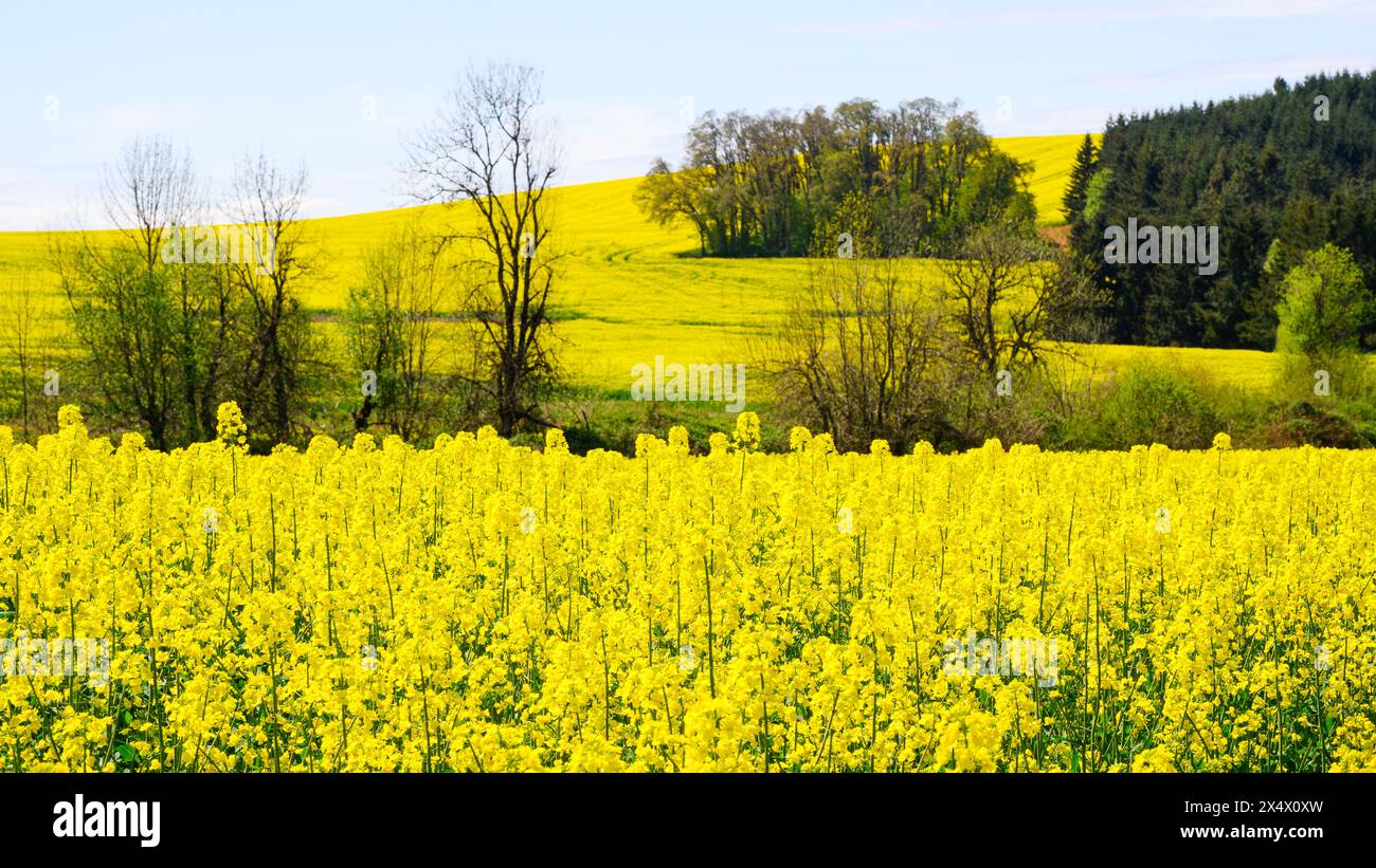 Field of rapeseed brassica napus crop covering field in yellow spring flowers Stock Photo