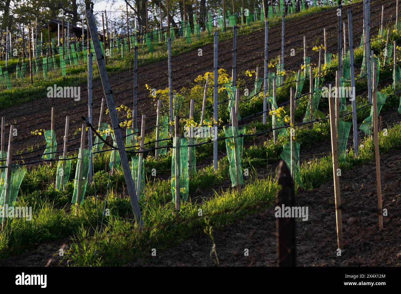 In the vineyard: Young vines with first leaves in spring. Stock Photo