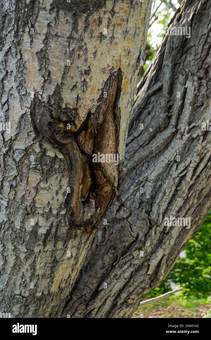 The bark of a tree is affected by a disease. The tree has a hole in it ...