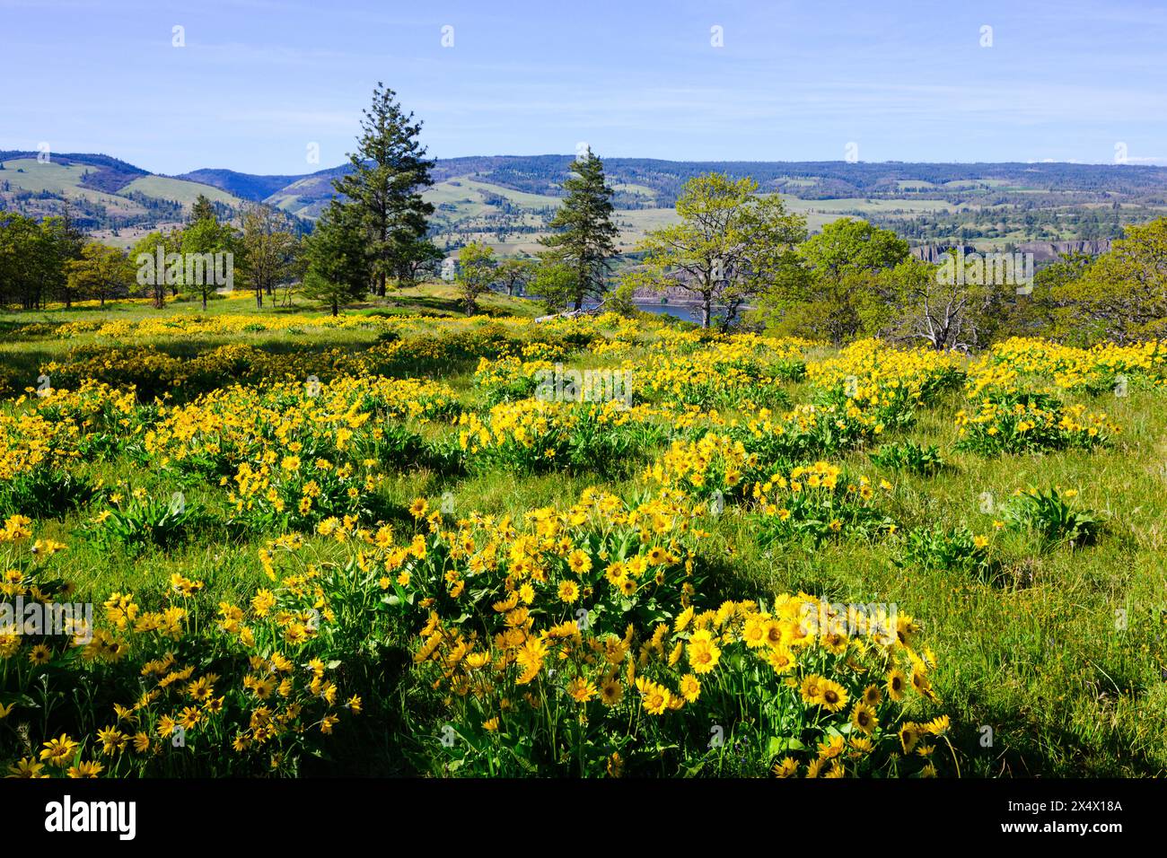 Mass of yellow arrowleaf balsamroot flowers in spring above Columbia Gorge in Oregon creating a beautiful landscape scene Stock Photo