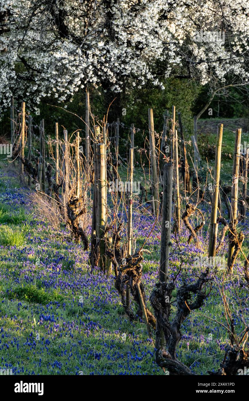 Vines and flowering grape hyacinths in spring Stock Photo