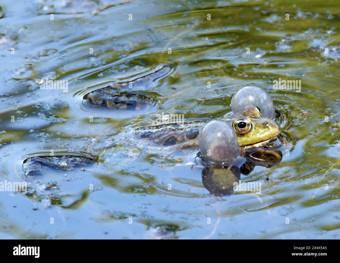 marsh frog, Seefrosch, Grenouille rieuse, Pelophylax ridibundus, tavi béka, Budapest, Hungary, Magyarország, Europe Stock Photo
