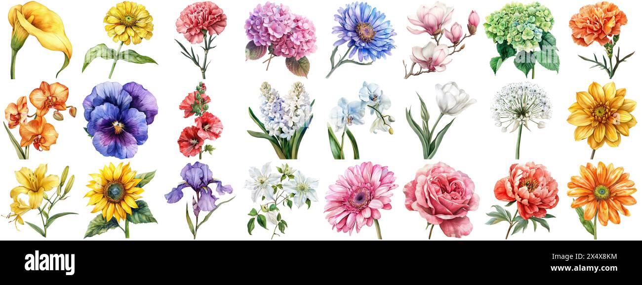 Watercolor flower set isolated background. Various floral collection of nature blooming flower clip art illustration element for retro flora wedding Stock Photo