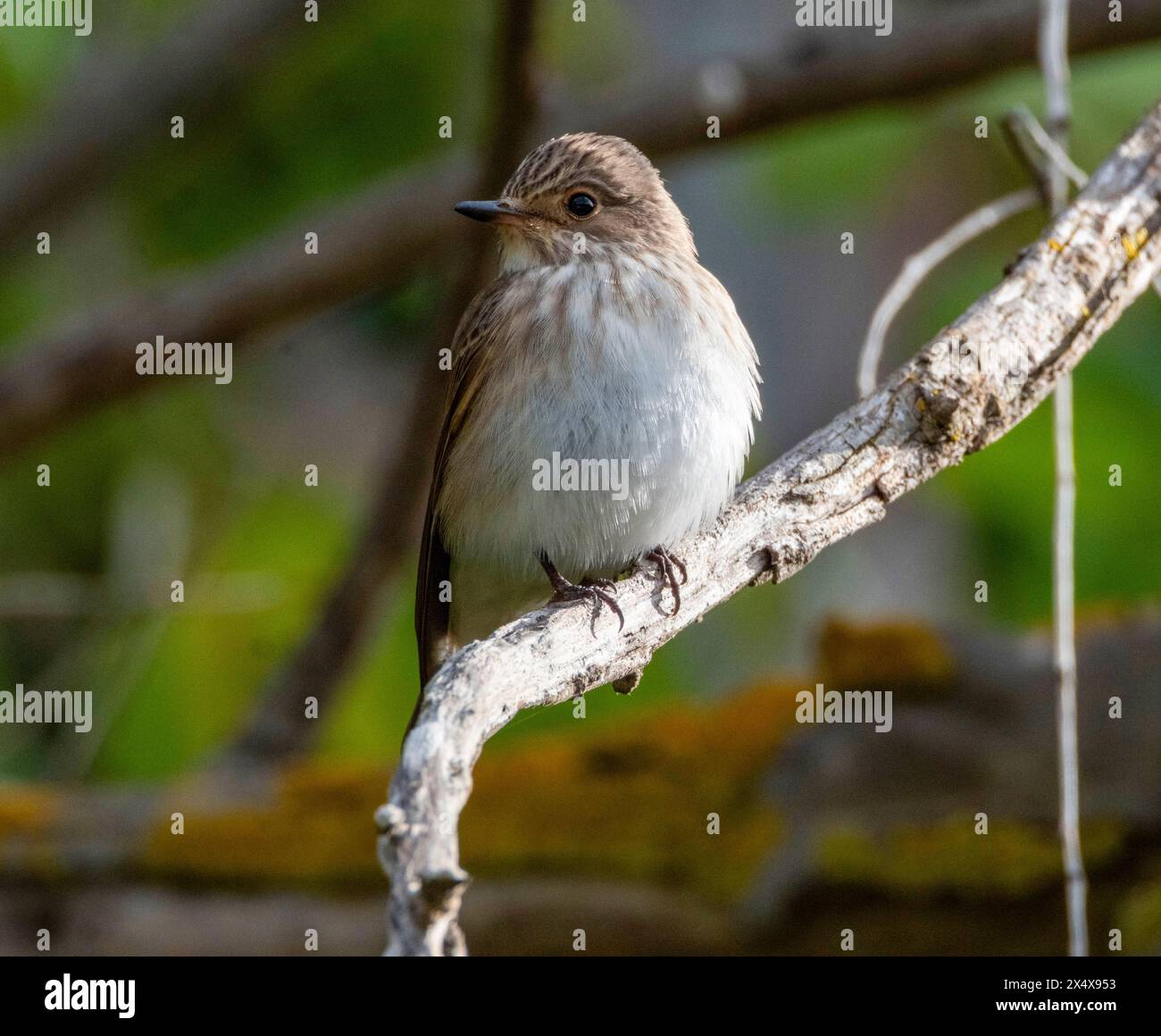 Spotted Flycatcher (Muscicapa striata) perched on a branch, Akrotiri, Cyprus Stock Photo